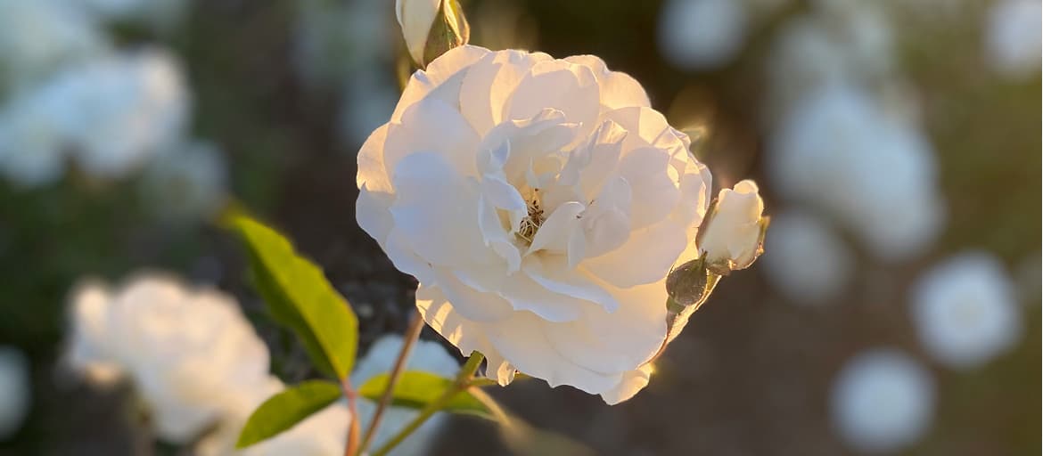 Residential assisted living home with warm exterior and landscaped entry.