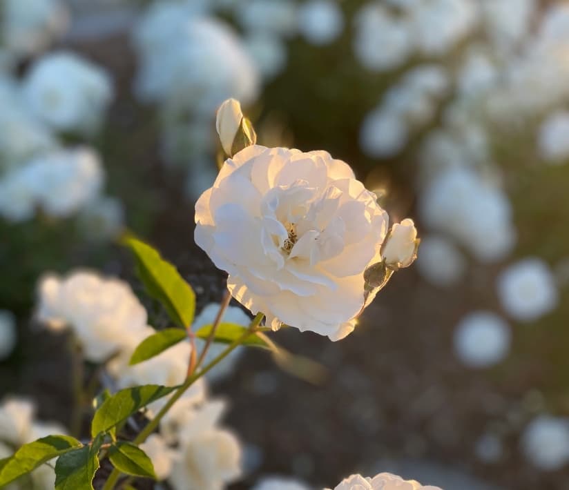 A smiling elderly woman sits by a window, sunlight streaming in, with a caregiver in a white uniform leaning close and also smiling warmly.